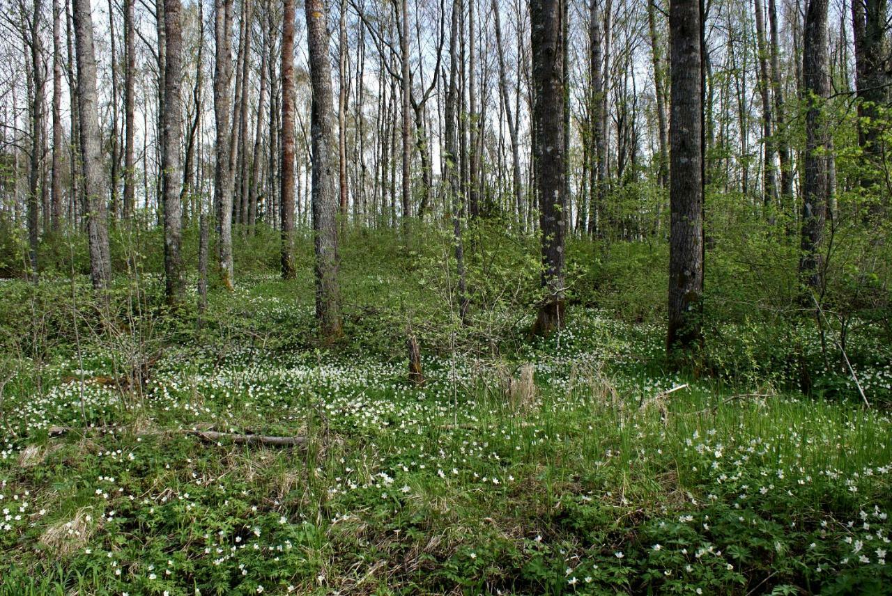 Вилла Paerus Fors Lapvaartti Экстерьер фото